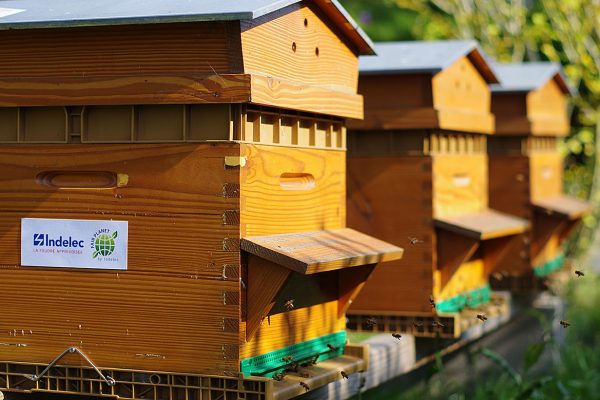 Biodiversité Indelec : ruches installées au siège social Indelec Douai