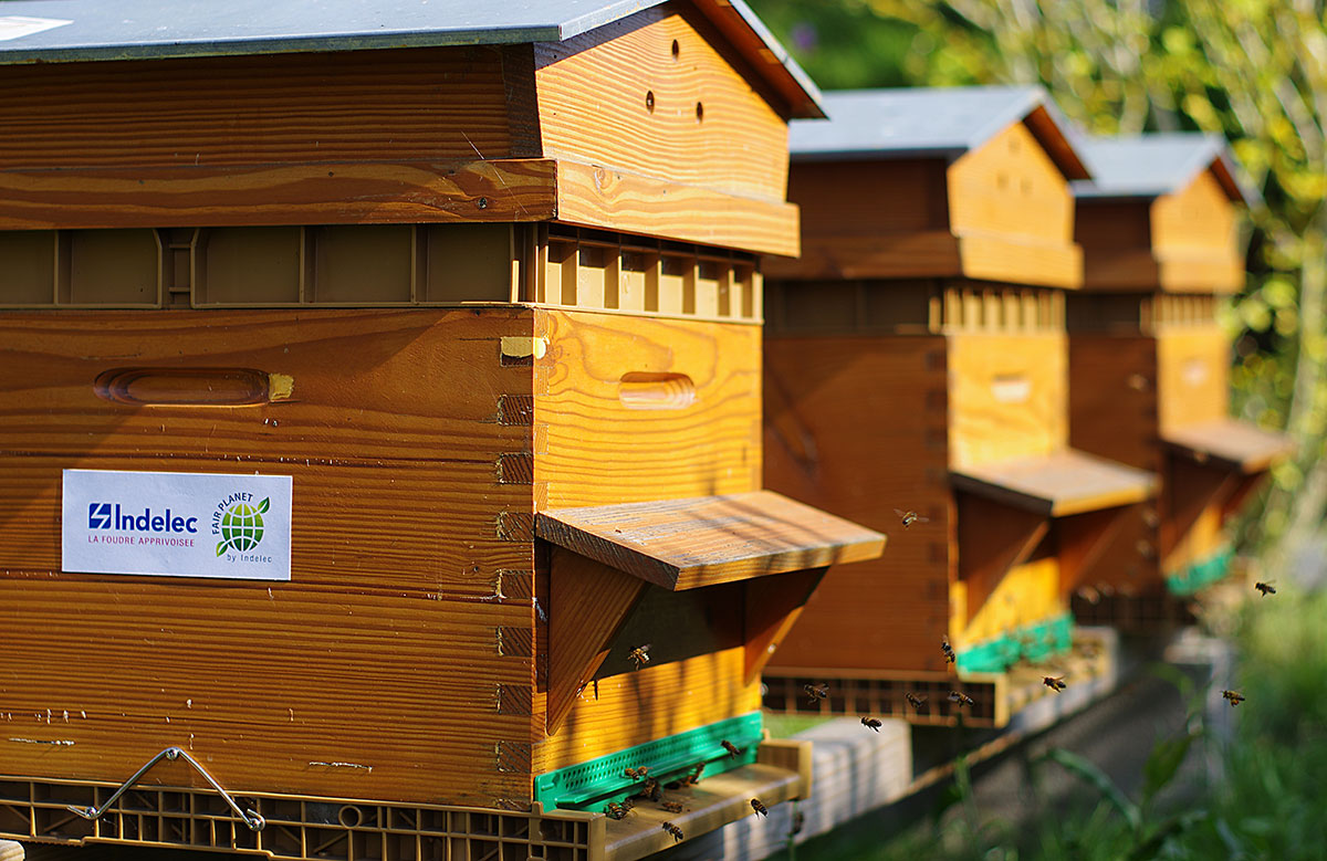 Bio-diversity Indelec : beehives have been installed besides our office